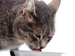 Dry Cat Food Calorie Count Petfinder