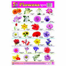 flower book at rs 60 piece wall