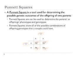This video tutorial helps explain the basics of punnett square. Punnett Squares C Kohn Waterford Wi Ppt Video Online Download