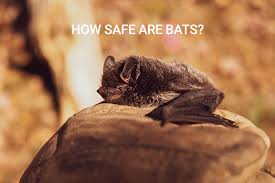 2 dead bats test positive for rabies in