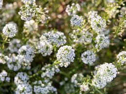 Hedge bedstraw (galium mollugo) has white flowers and wider leaves. 9 Best Tiny Flowers For Your Garden
