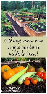 6 vegetable gardening tips every new