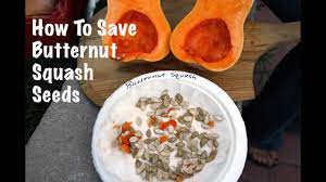 how to save ernut squash seeds
