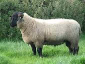 Suffolk sheep - Wikipedia