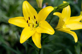 lily flowers diffe color meaning
