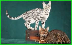 Kucing bengal sendiri merupakan kucing yang masuk dalam jenis kucing. Kucing Bengal Bertubuh Besar Dengan Bulunya Yang Berbintik Khas Dunia Fauna Hewan Binatang Tumbuhan