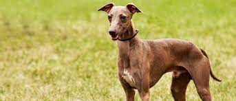 A curvaceous outline with a slight arch over the loin and good rear angulation. Italian Greyhound All About Dogs Orvis