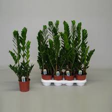 Uygun fiyatlı iç mekan bitkileri fiyatları arasında ürünlerden birkaç tanesi şunlardır; Zamia Bitkisi Zamioculcas Zamiifolia 75 Cm Sus Bitkileri