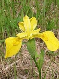 Iridaceae - Wikipedia