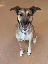 Call today to pamper your pup at our norwalk pet hotel! Dog For Adoption Stella A German Shepherd Dog Mix In Norwalk Ct Petfinder