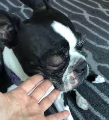 The french bulldog is a sturdy, compact, stocky little dog, with a large square head that has a rounded forehead. My Boston Terrier Just Broke Out In Hives Is It An Emergency What Can I Do At Home Maggielovesorbit Com