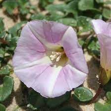 In the victorian meaning of flowers, morning glory signifies love and affection and mortality. Top 15 Most Beautiful Morning Glory Flowers