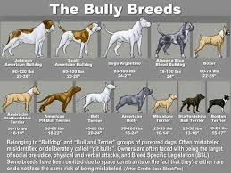 Bully Breed Chart Pitbull Terrier Dogs Bully Terrier