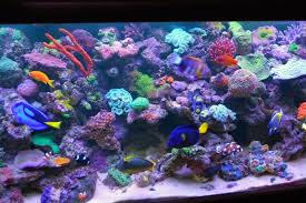 20 as a reef geek who is more than just casually interested in creating great looking aquariums, i've made it my personal mission over the past few years to rid the reef aquarium world of dull and mediocre aquascaping. Video Real Reef Aquascaping With Youngil Moon