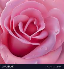pink roses background royalty free