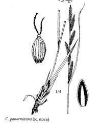 Sp. Carex panormitana - florae.it