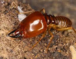 Dampwood Termites Termite Pest Control