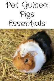pet guinea pigs essentials merry