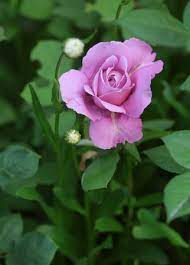 Immagini Stock - La Rosa Del Colore Della Lavanda è Sbocciata In Un  Giardino. Image 80825253.