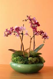 Best Orchid Pots For Healthier Plants