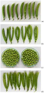 health benefits of garden pea seeds