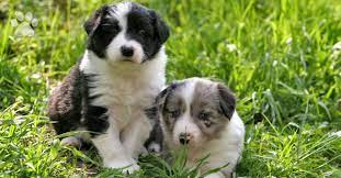 Border collie information including pictures, training, behavior, and care of border collies and dog breed mixes. Caring For Your Border Collie Puppy Trudog