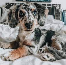the aussie doxie personality