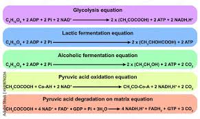 Cell Equations Pyruvate Degradation