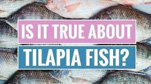 tilapia fish benefits and dangers
