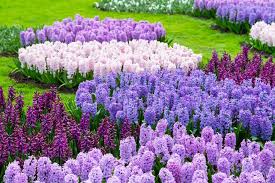 grow care for hyacinth flowers