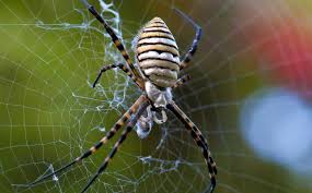 black and yellow garden spiders