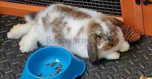 what is the best floor for my bunny