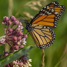 attracting monarchs to the garden