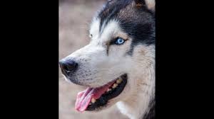 سلالة الهاسكي السيبيري - أنواع الكلاب : تعرَّف على أفضل 20 نوع و سلالة من أنواع  الكلاب 🐕 الأجمل و الأ كثر تربية في العالم🐶
