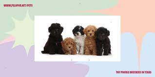 toy poodle breeders in texas