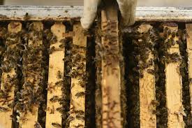 French Beekeepers Warn Of Catastrophic