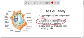 solved the cell theory states a cells