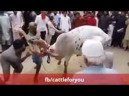Best audio music library for your content. Expert Qasai Slaughter Cows For Ijtemaai Qurbani Pakistan Eid Ul Adha Cee Ø¯ÛŒØ¯Ø¦Ùˆ Dideo