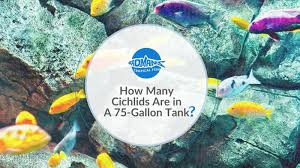 many cichlids are in a 75 gallon tank