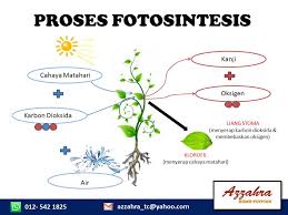 Fotosintesis sendiri adalah salah satu dari proses metabolisme yaitu anabolisme. Azzahra Home Tuition Proses Fotosintesis