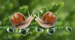 fact about snail slime lagreentech
