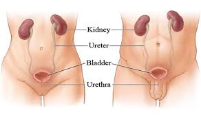 .urinaria sistem urinaria terdiri dari beberapa organ utama, yaitu: Https Repository Unimal Ac Id 3183 1 Sistem 20urinaria Pdf