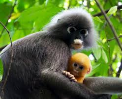 However, dusky leaf monkeys have occasionally been observed in singapore. Langur Project Penang Jo Leen Yap