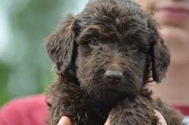 Health guarantee and satisfied puppy buyer referrals available. Mini Labradoodle Puppies