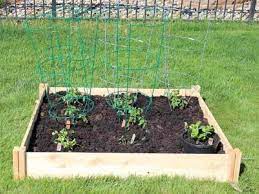 Growing Tomatoes In A Raised Bed Garden