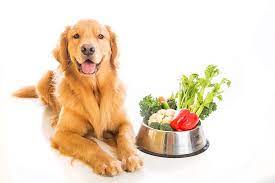 Fruits And Vegetables Dogs Can Or Can T