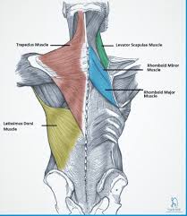 If you'd like to support us and get something great in return, check lower brainstem and upper cervical cord lesions can interfere with the function of cranial nerve xi, leading to this refers to weakness in the muscles that assist the scapula in adhering closely to the ribs and. Back Muscle Origin Insertion Action Nerve Supply Shoulder Anatomy Anatomy Back Muscle Diagram