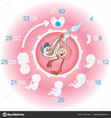 Colorful Pregnancy Calendar Stock Vector Vonduck 157577250