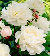 Gardenia Peony John Scheepers Beauty