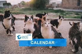 8 августа — день строителя, всемирный день кошек, а также еще 7 праздников, 1 памятная дата. Oi8qgsaondu4bm